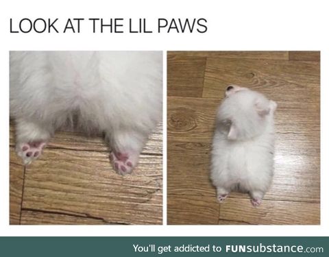 Little paws