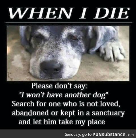 Please consider adopting a dog .They deserve better