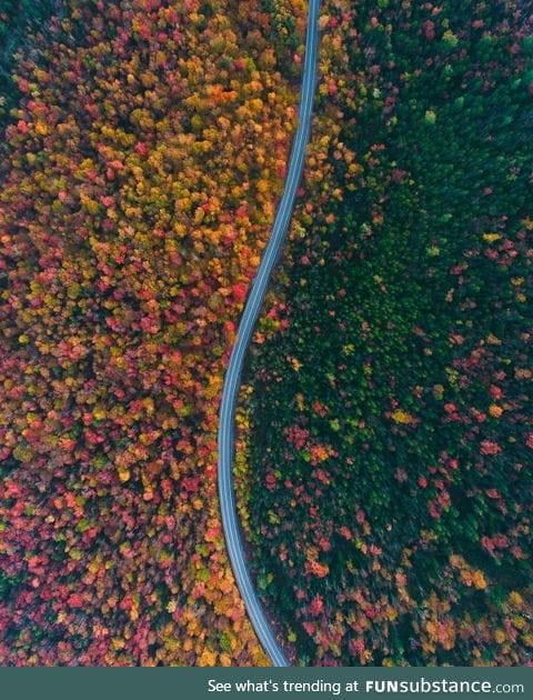 The way the road separates the color of the trees