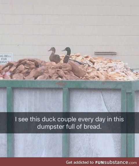 Duck heaven