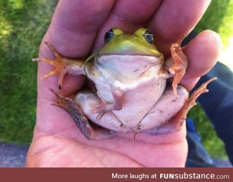 Just a frog with an extra leg