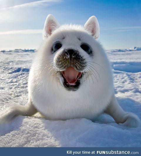 Seal with ears is quite cute