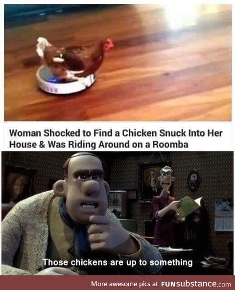 Chicken riding a Roomba