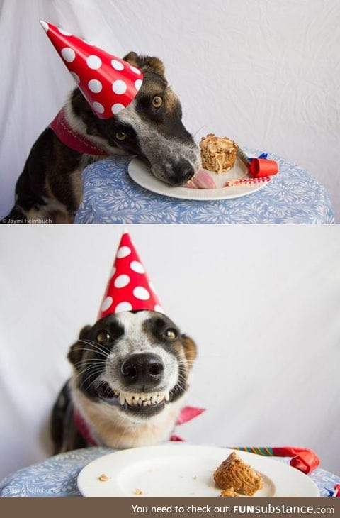 Dog's Birthday Party