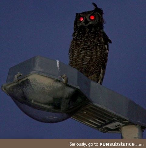 Red eyed owl