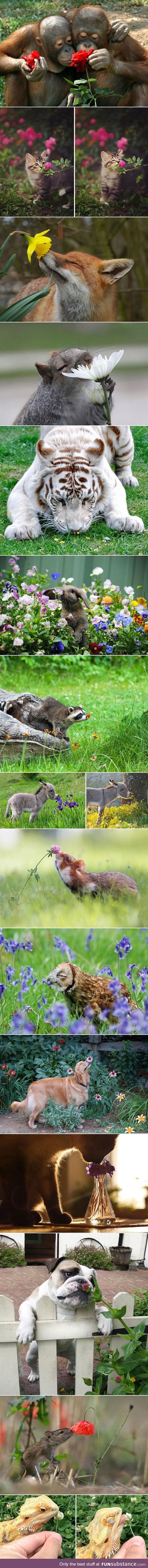 Animals smelling flowers