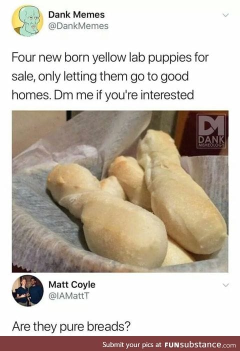 Dogs for sale