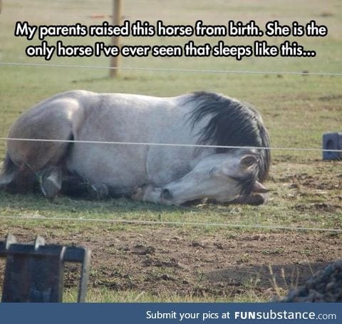 The only horse that sleeps this way