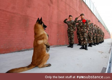 China soldier dog retiring respect from other soldiers