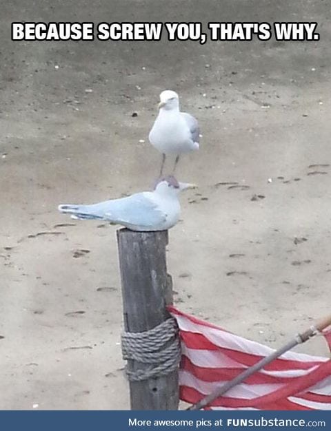 Seagull meets seagull