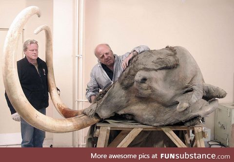 The most complete mammoth head ever found