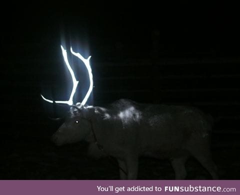 Reindeer in Finland with reflective paint sprayed on the antlers