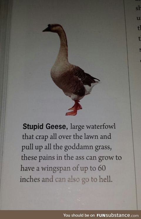The truth about geese
