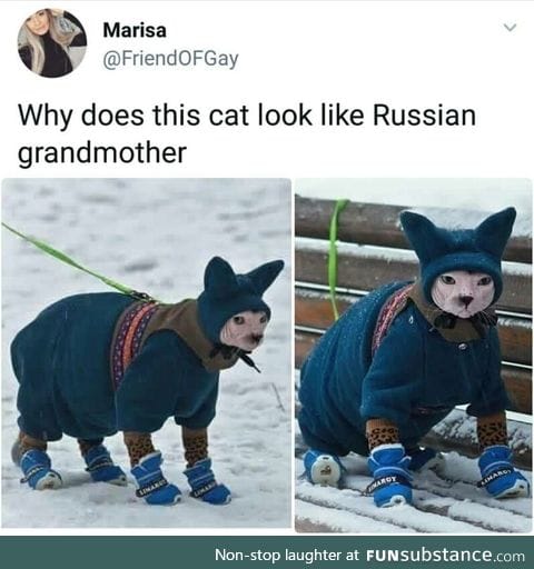 Russian cat