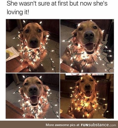 Christmas doggo is doin a shine