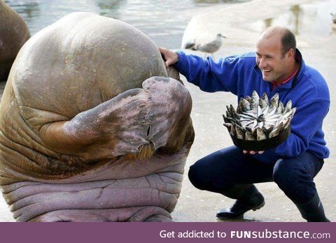 Walrus loves his birthday cake