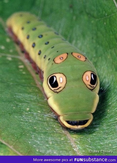 Swallowtail b*tterfly caterpillar looks like a cartoon snake