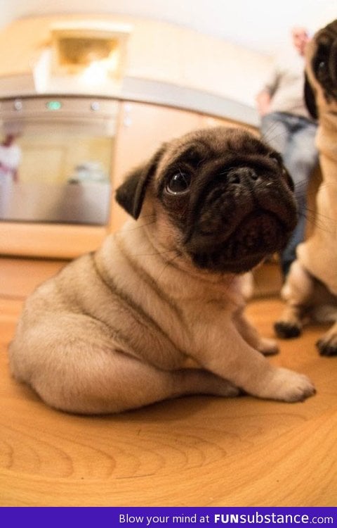 Super cute chubby pug puppy