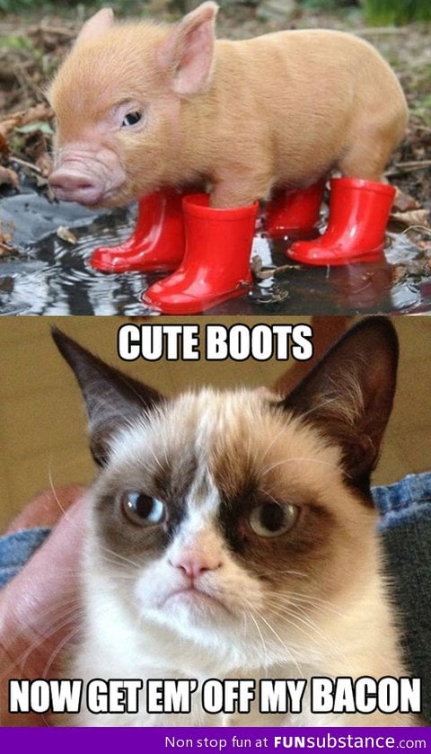 The adventures of piggy and grumpy cat