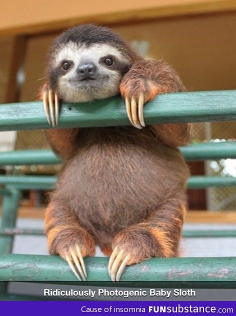 Photogenic sloth