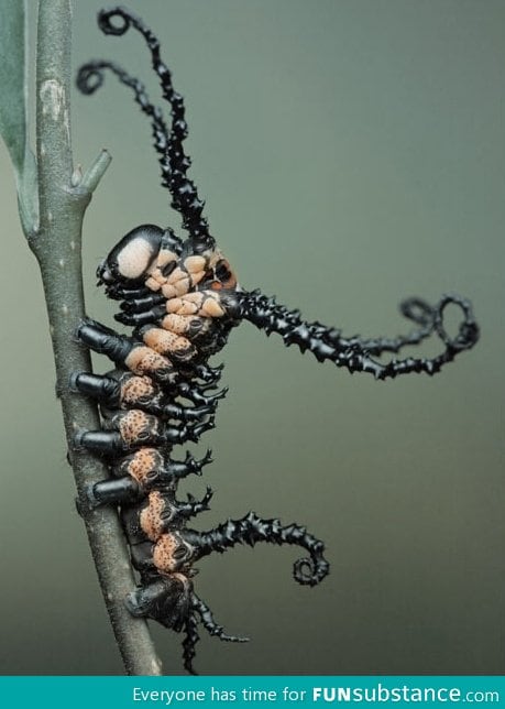 Armored caterpillar