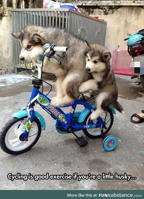 Cycling huskies