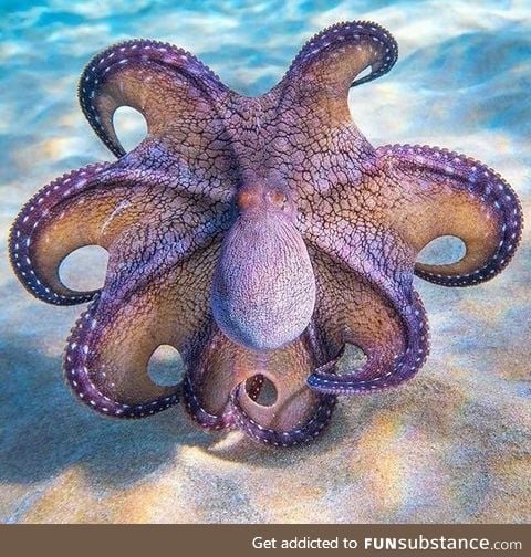 Hawaiian Day Octopus striking a pose