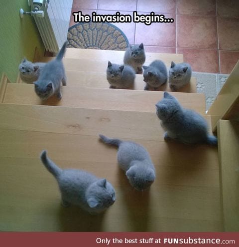 The cutest infestation ever