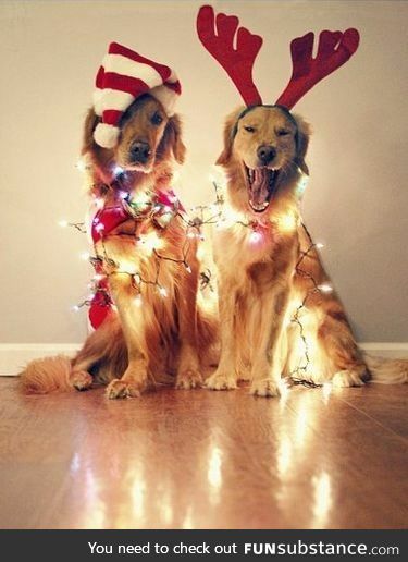 These puppers are definitely in the Christmas spirit