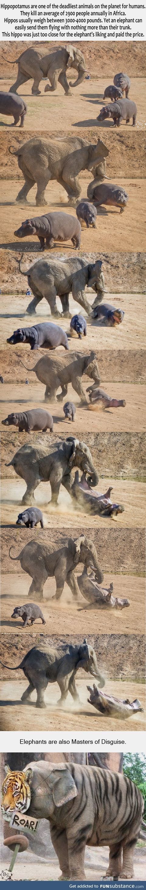 Elephant helping a hippo move