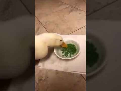 Duck eats peas really fast