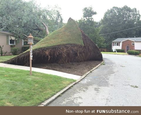 Fallen Tree pulls up entire lawn