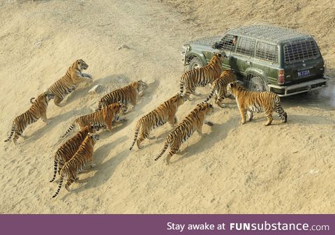 Delivering food to Siberian tigers