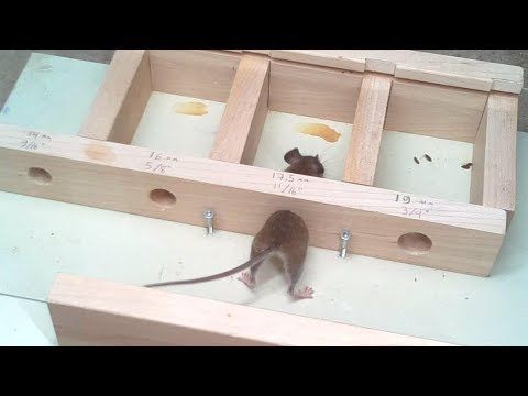 How small a hole can a mouse get through?