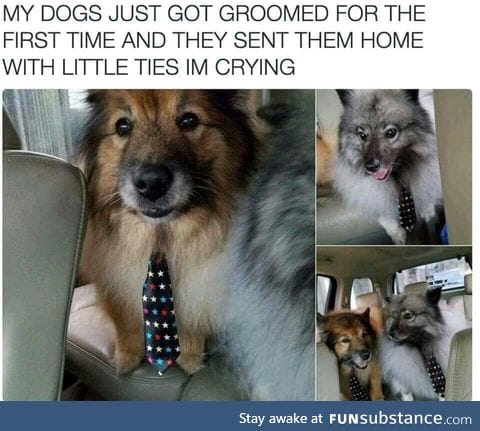 Groomed dog