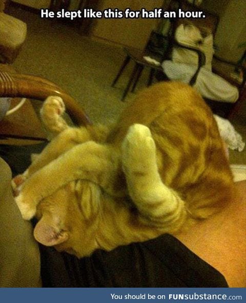 Cats can sleep in any position