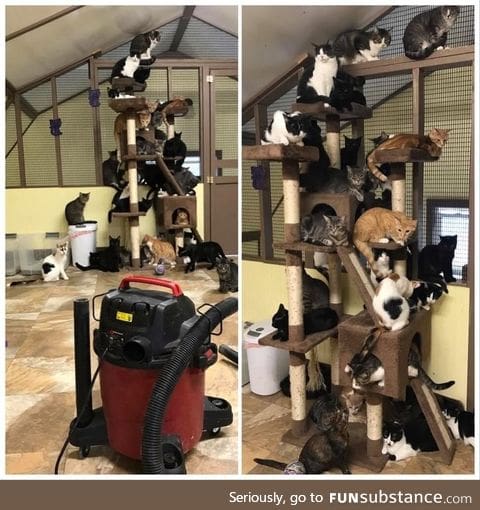 A volunteer at the cat rescue turned on the vacuum