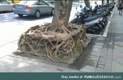 I finally found the square root!