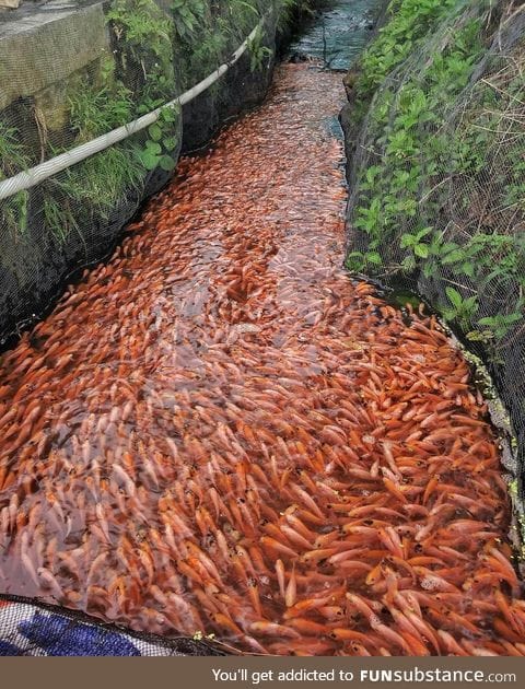 River filled with fish