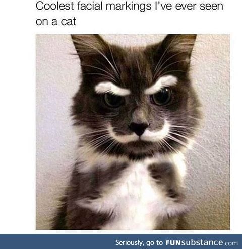 Manliest cat