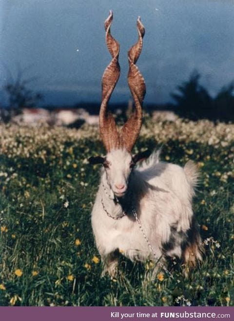 Girgentana goat from Sicily.