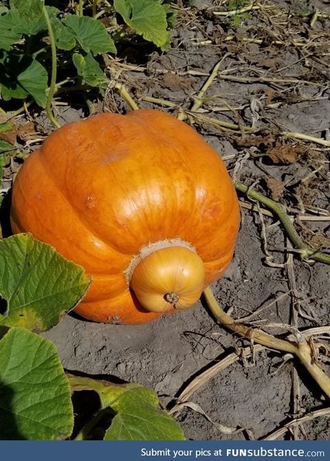 Where do baby pumpkins come from?