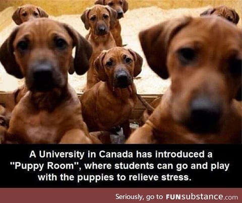 Canadian students have it a lot better