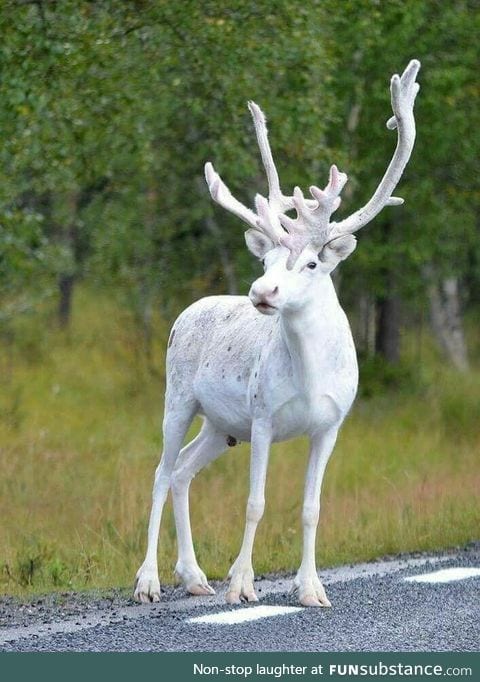Rare white reindeer in Sweden.