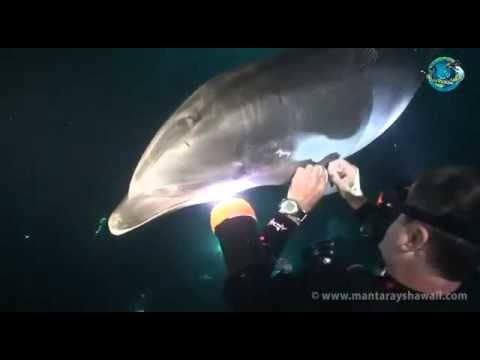 Dolphin asks for help with entangled fishing line