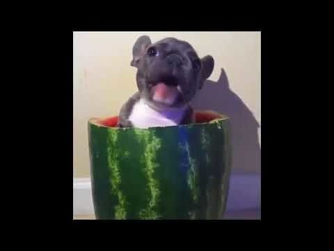 This puppy eating watermelon, while inside a watermelon, is my new favourite thing