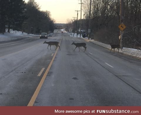 Deers actually crossing at a deer sign