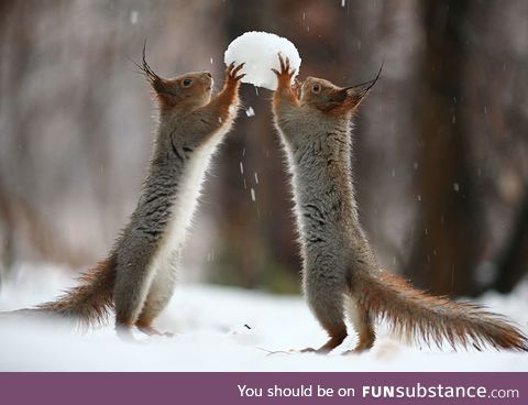 Squirrels playing in snow