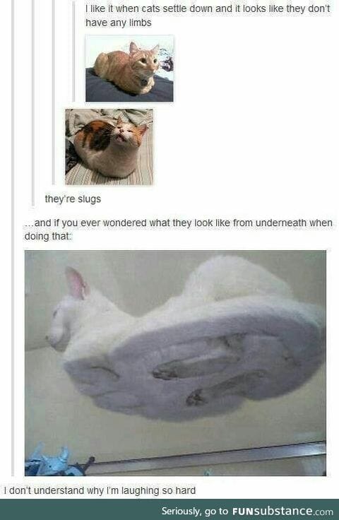 What underneath view of cat