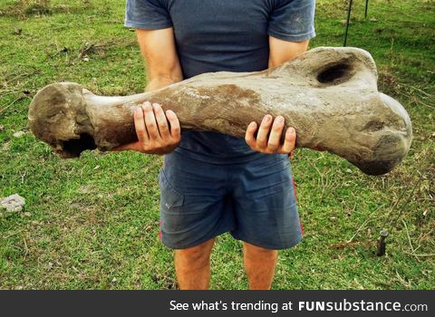 A bone from a South American giant sloth. They became extinct roughly 10,000-years-ago